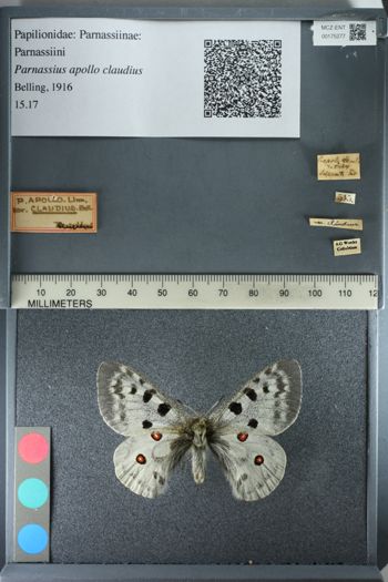 Media type: image;   Entomology 175277